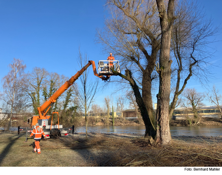 Baumfällungen an der Brandlwiese