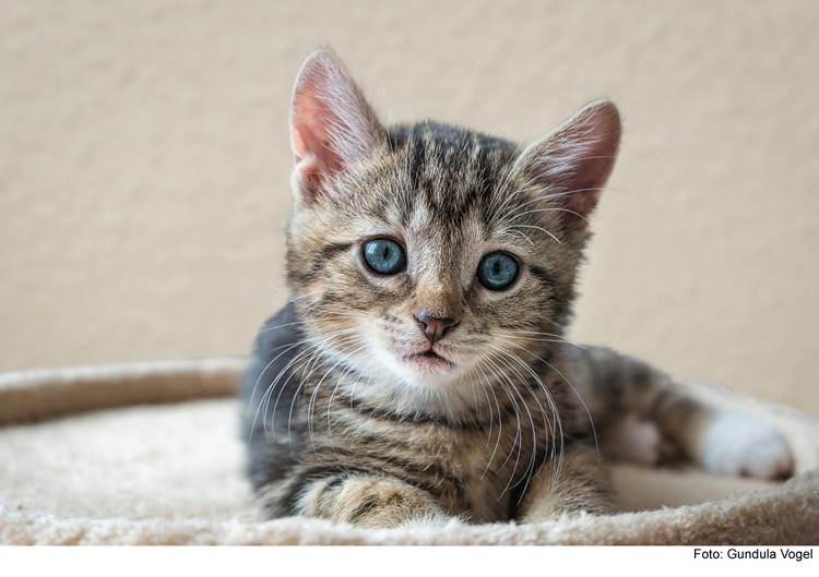 Hurra, Ihr Kitten ist da! Erste Schritte vor dem Einzug 