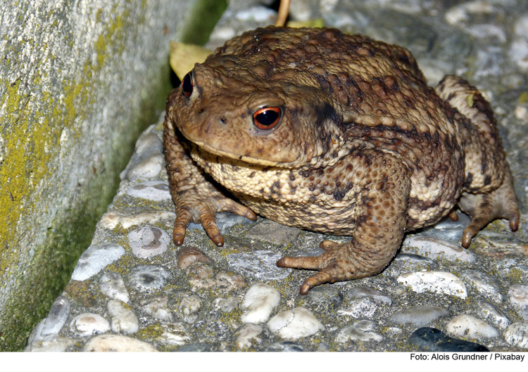 Naturfreunde treffen sich wieder