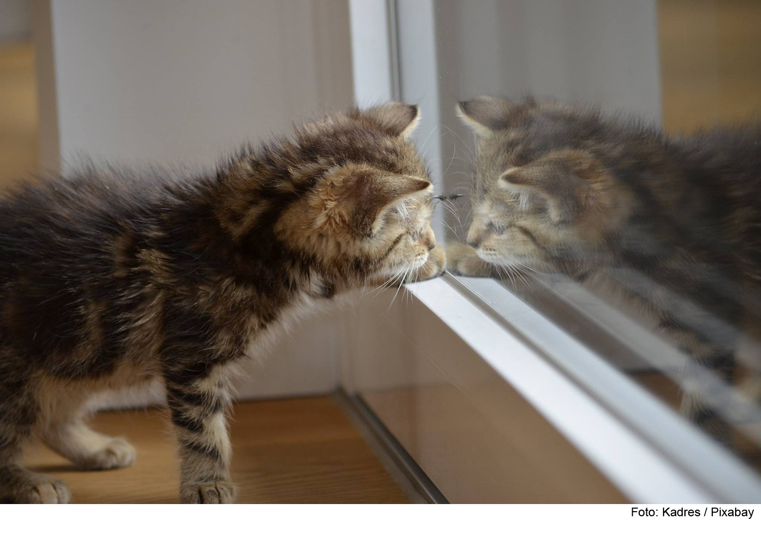 So machen Sie Ihre Wohnung kittensicher