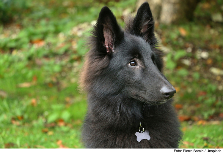 Hundesteuer wird fällig