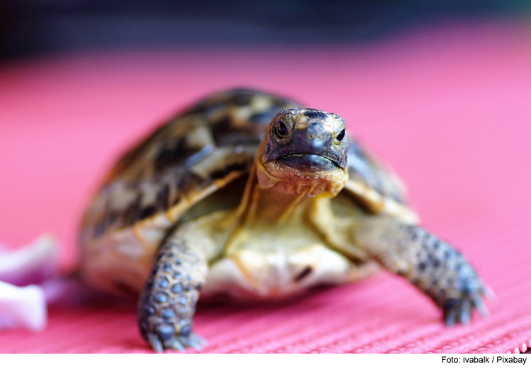 Sanftes Erwachen für Schildkröten