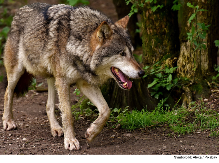 Wolfsgebiet im Landkreis Eichstätt erweitert