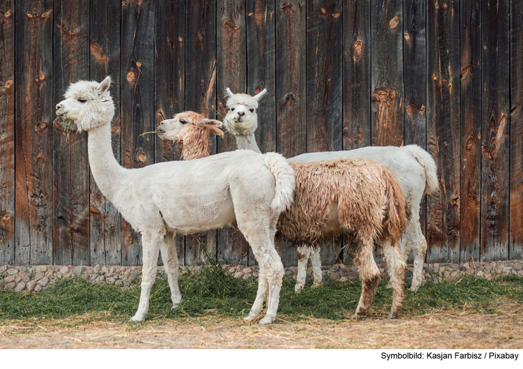 Neuweltkamele brechen aus Gehege aus