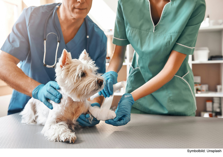 Pedale verwechselt: Erst Hund, dann Halterin angefahren