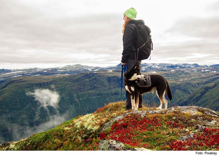 Wandern mit Hund: Naturerlebnis für Mensch und Tier