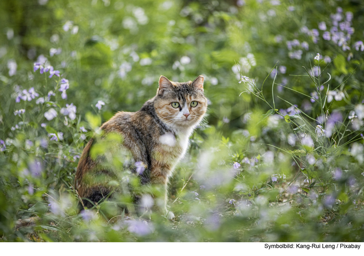 Freilaufende Katzen müssen kastriert und registriert werden