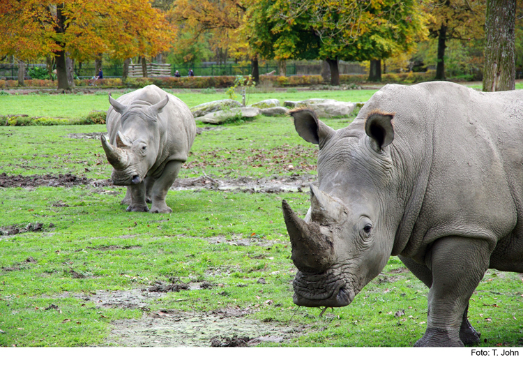 Zoo feiert den Nashorn-Tag