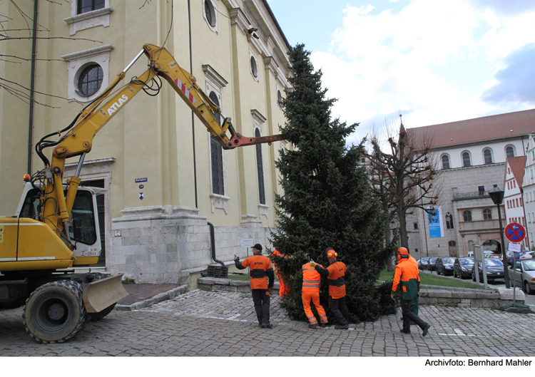 Christbäume gesucht