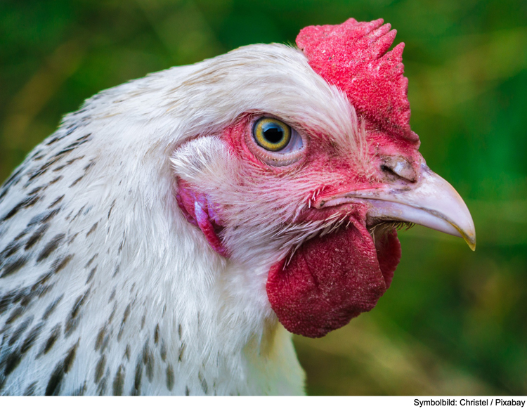 Totes Huhn aufgehängt 