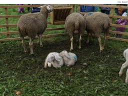 Fotos vom Altmühltaler Lammabtrieb mit Woll- und Handwerkermarkt in Böhming