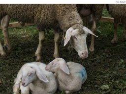 Fotos vom Altmühltaler Lammabtrieb mit Woll- und Handwerkermarkt in Böhming