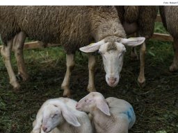 Fotos vom Altmühltaler Lammabtrieb mit Woll- und Handwerkermarkt in Böhming