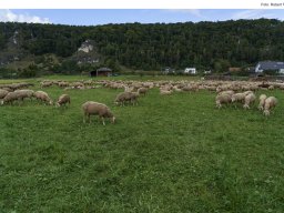 Fotos vom Altmühltaler Lammabtrieb mit Woll- und Handwerkermarkt in Böhming