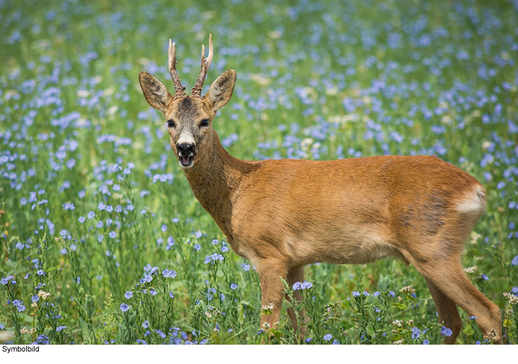 Wildunfall zu spät gemeldet