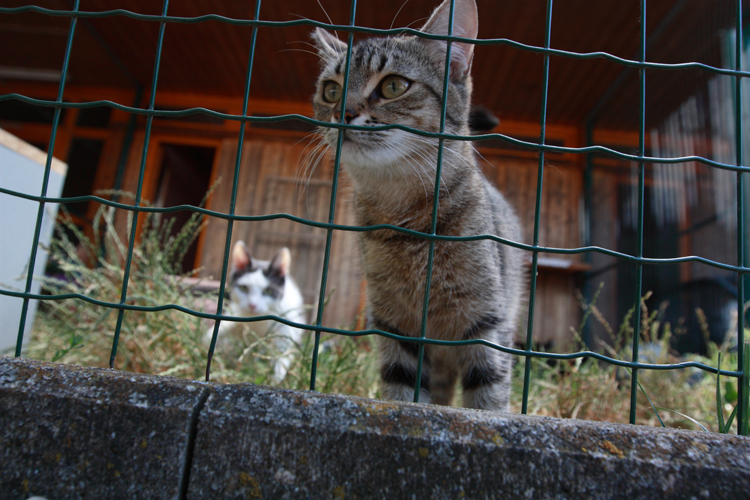 (K)ein Herz für Tiere